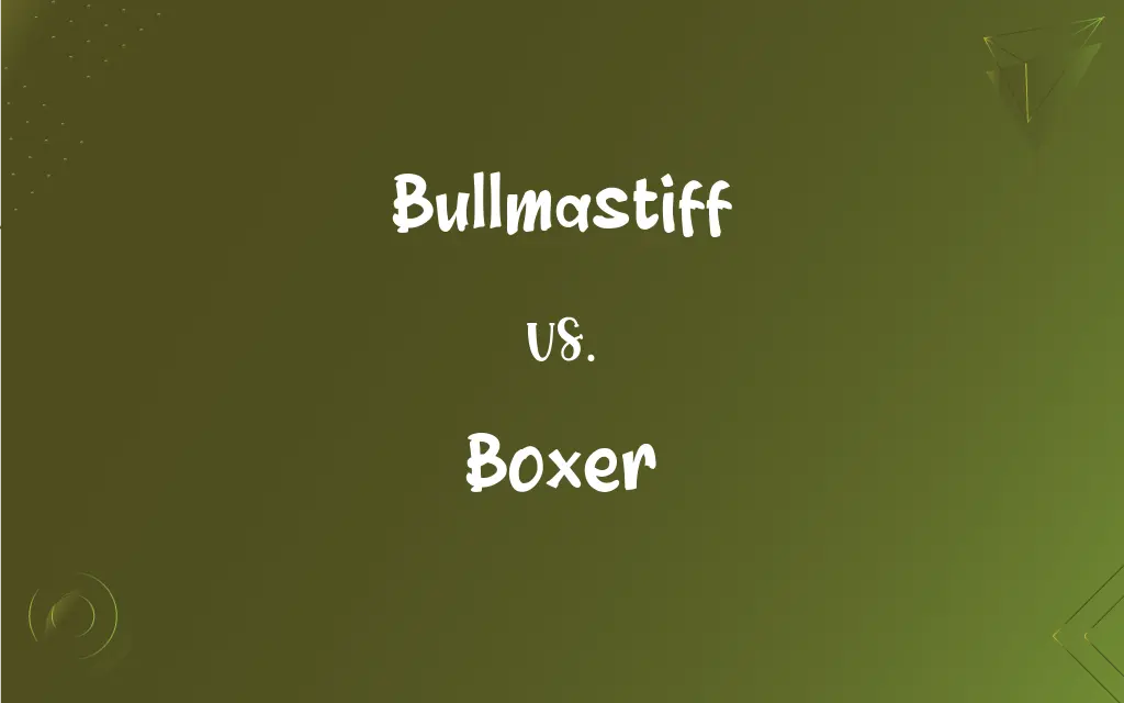Bullmastiff vs. Boxer: What’s the Difference?